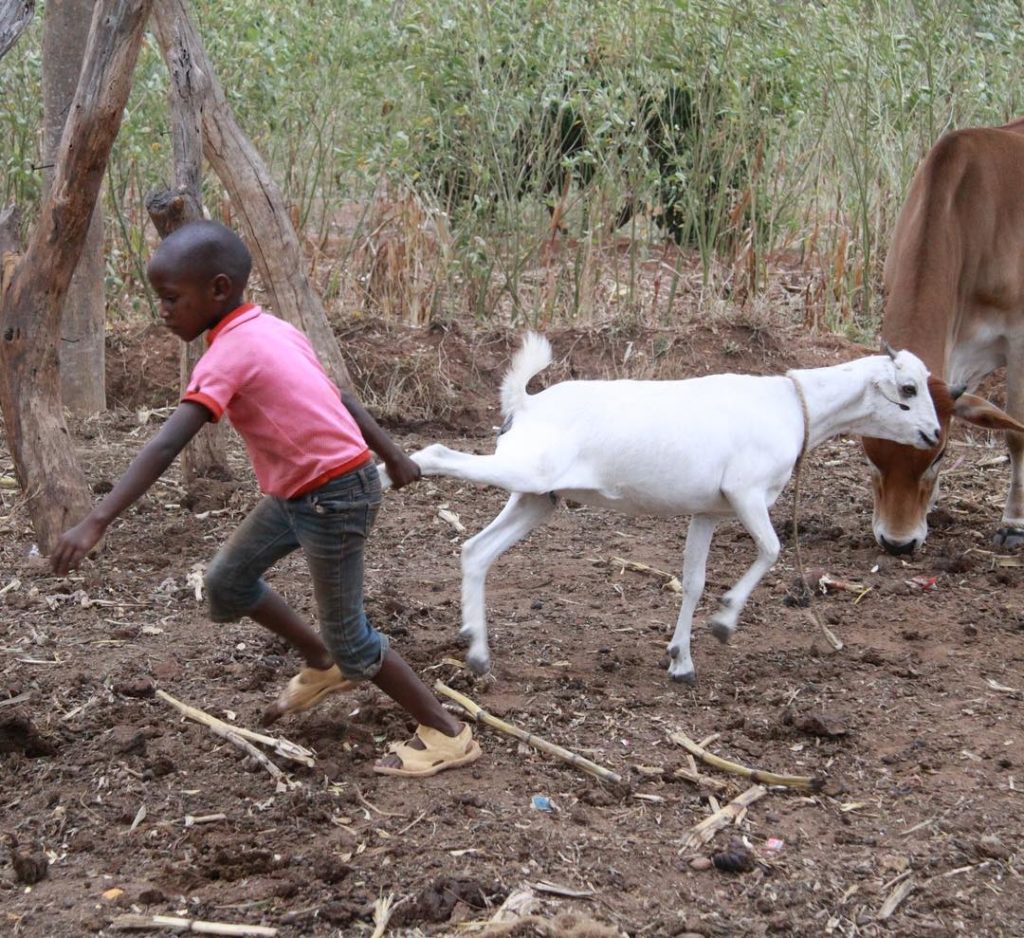 Wrestling with a goat and tending to animals is just one of the many chores that must be done before the long journey to school. Chores and ...